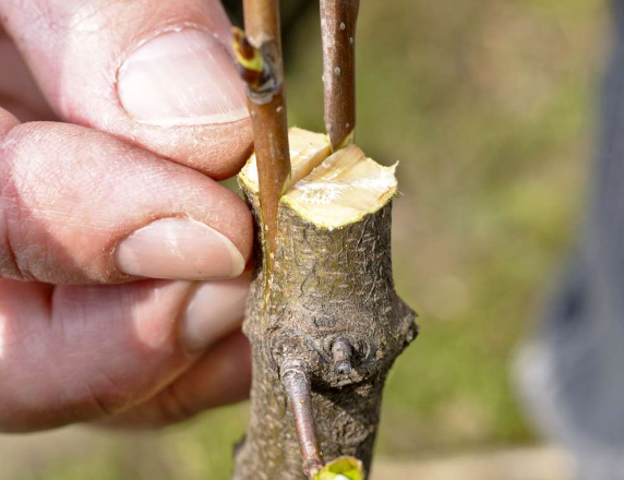 grafting dwarf fruit trees