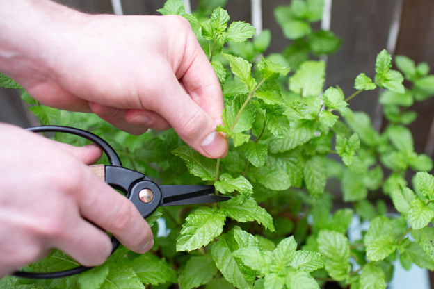 pruning herbs