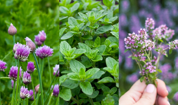 perennial herbs