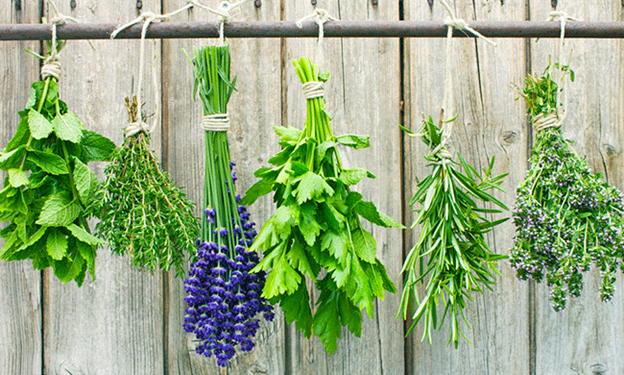 drying herbs