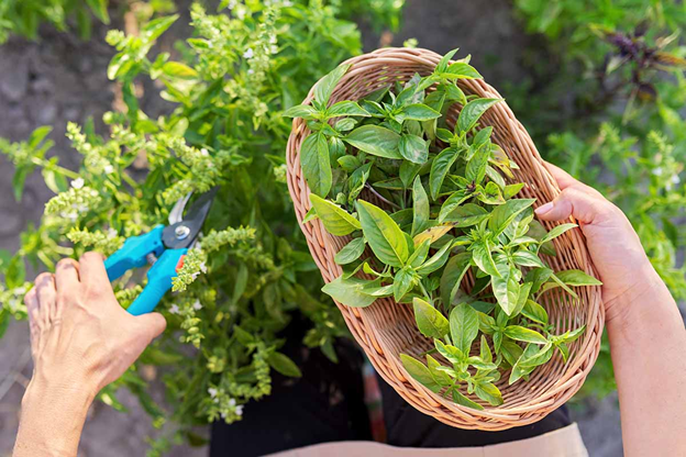 harvesting your herbs