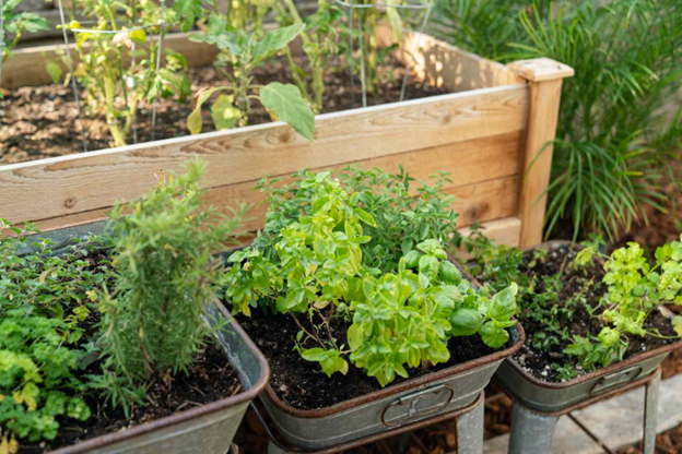 fresh herbs