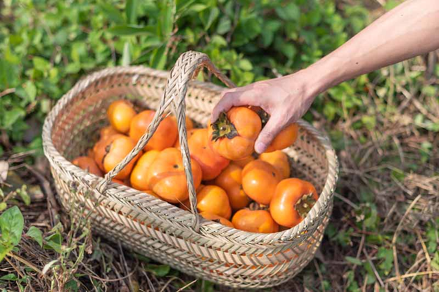 persimmon fruit