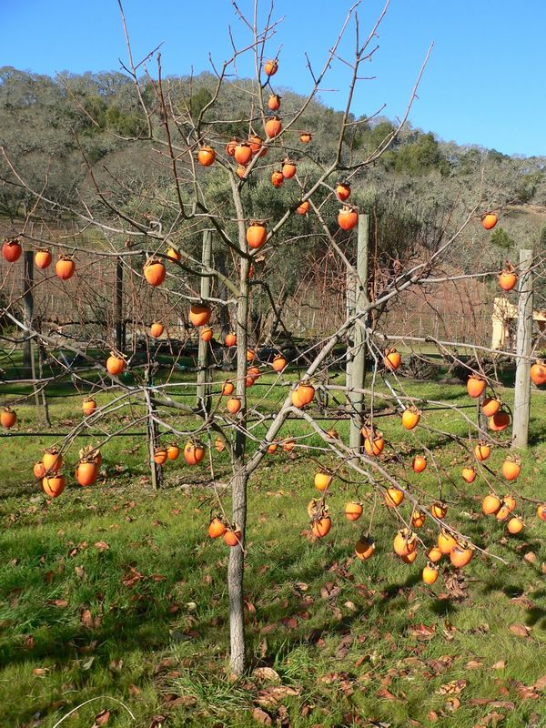 persimmon tree