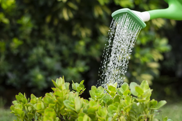 watering herbs
