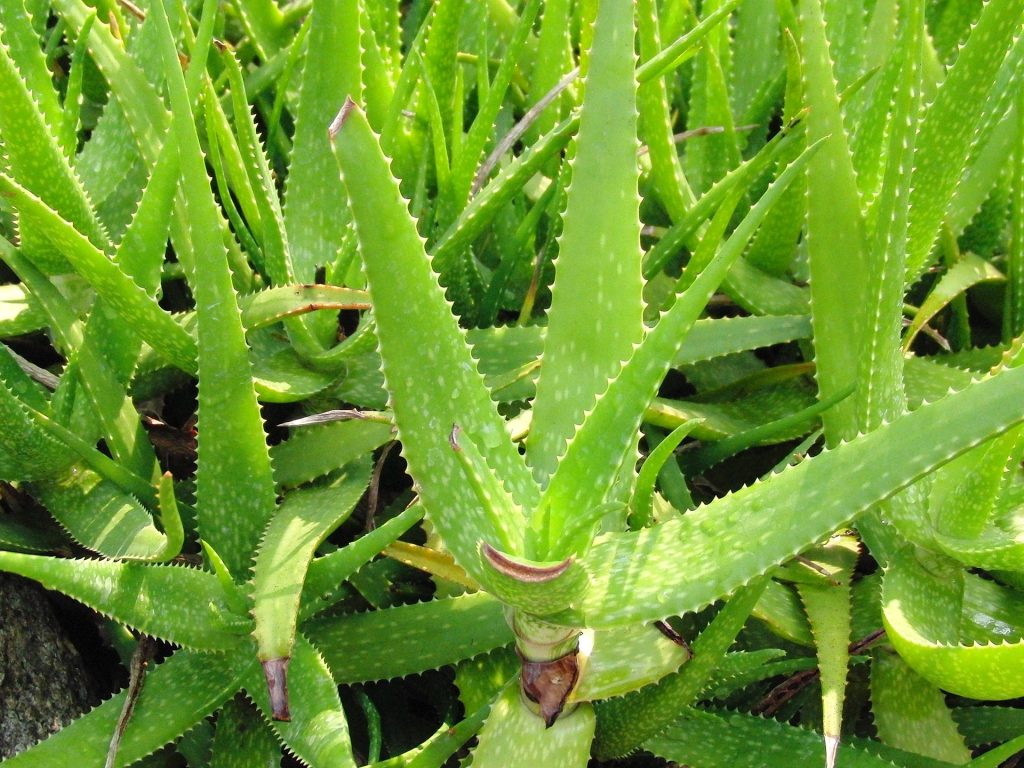 caring for an Aloe plant