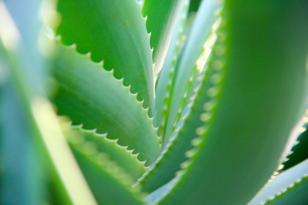 Caring for Aloe