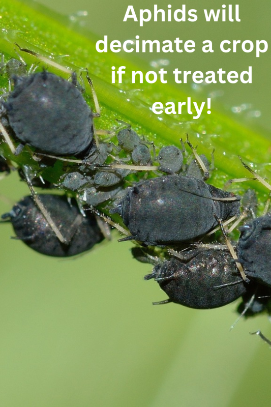 Aphids affecting hydroponic lettuce