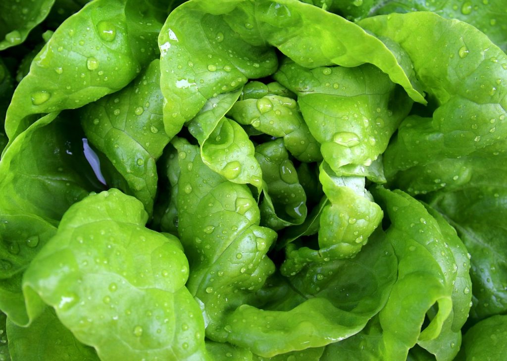 hydroponic lettuce