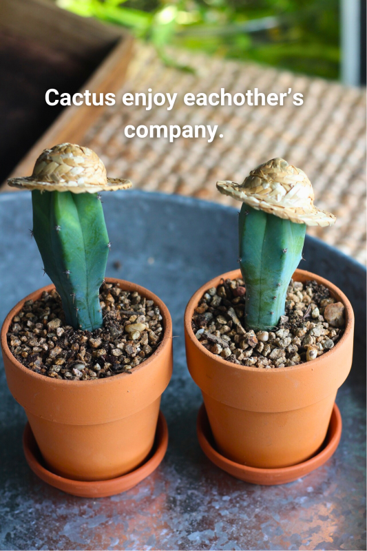 cactus in cactus soil mix
