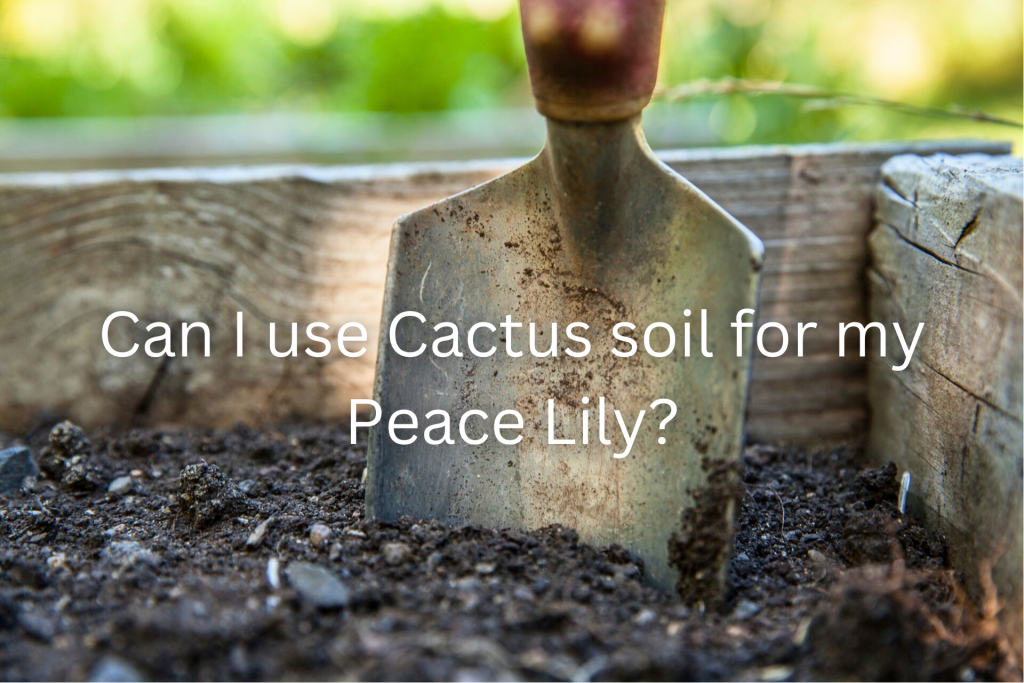 soil for peace lilies