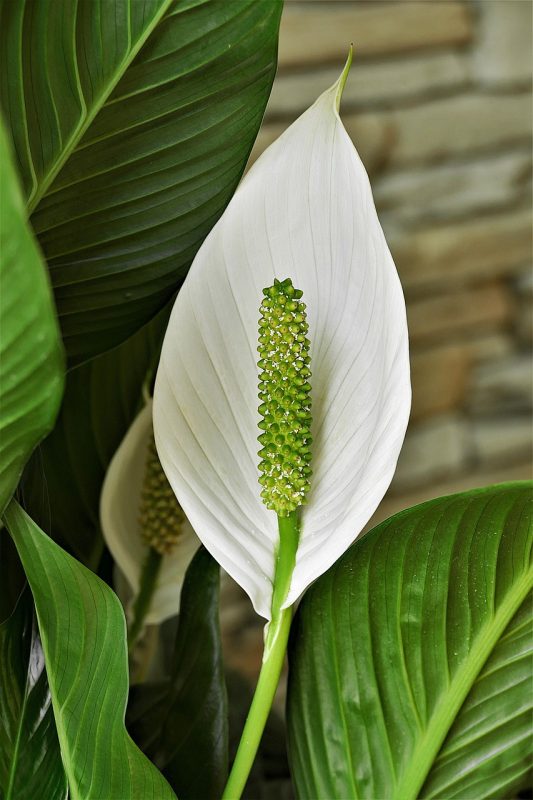 hydroponic peace lily